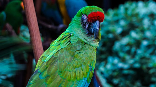 Close-up of parrot perching on leaf