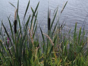 Close-up of grass growing in pond