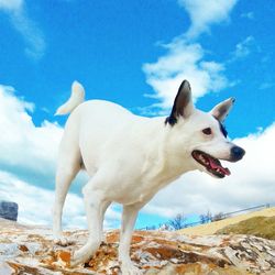 Low angle view of dog on beach against sky