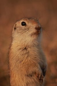 Close-up of rabbit