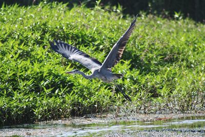 Bird flying over grass