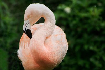 Close-up of swan