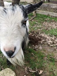 Close-up of goat on field