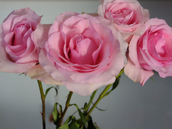 Close-up of pink roses