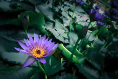 Close-up of purple water lily