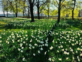 View of flowering plants in park