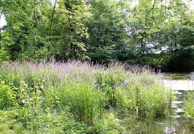 Purple flowers on landscape