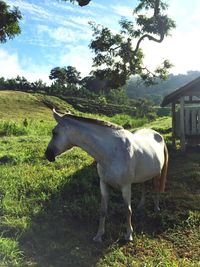 Side view of horse grazing on field