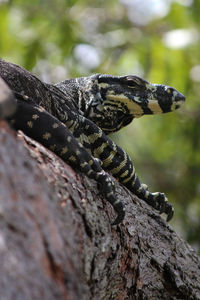 Close-up side view of a reptile