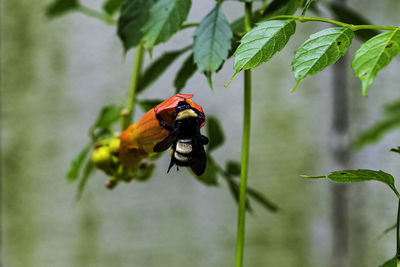 Close-up of insect on plant