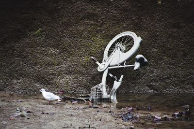 Side view of a bird by abandoned bicycle