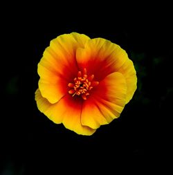 Close-up of orange flower against black background