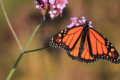 Close-up of butterfly pollinating on purple flower