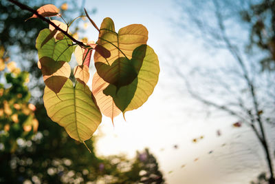 Low angle view of leaves on tree against sky