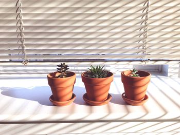 Close-up of potted plant on table