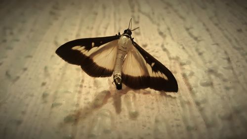 Close-up of butterfly on leaf