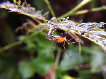 Close-up of spider on plant