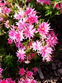 Close-up of pink flower