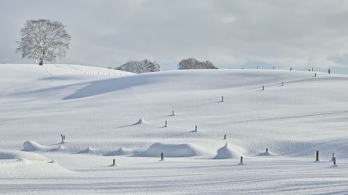 Flock of birds on snow covered landscape