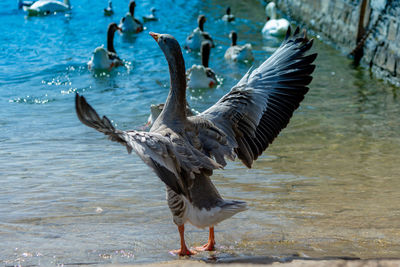 Seagulls flying over lake
