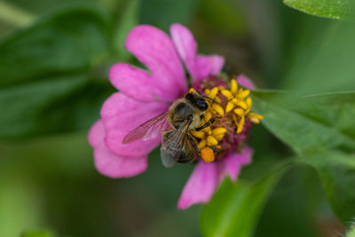 flowering plant