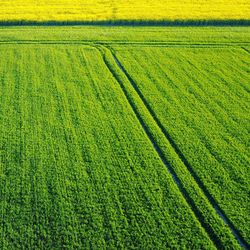 Scenic view of agricultural field