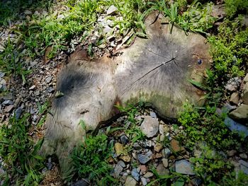 High angle view of lizard