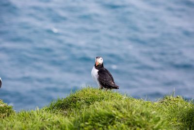 Bird perching on a lake