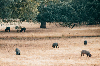 Horses in a field