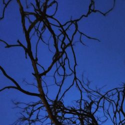 Low angle view of bare trees against blue sky