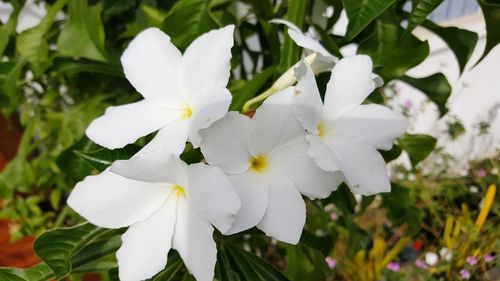 Close-up of fresh white flowers blooming outdoors