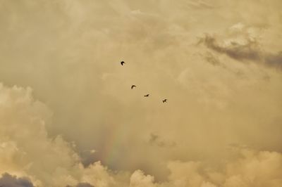 Low angle view of silhouette birds flying against sky