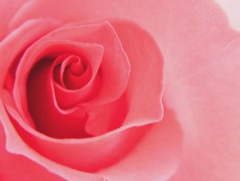 Close-up of pink rose