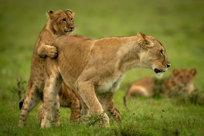 Cub tackles lioness from behind on grass