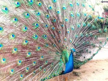 Close-up of peacock