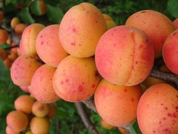 Close-up of peaches on tree