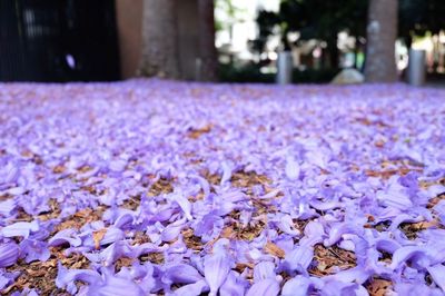 Close-up of purple crocus flowers