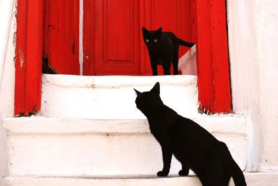 Black cats on steps against closed door