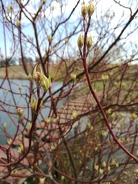 Close-up of flowers on tree