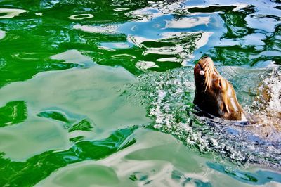 High angle view of turtle swimming in lake