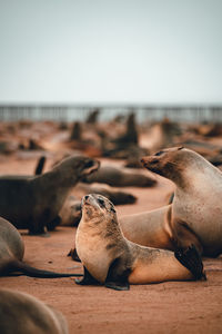 Seal relaxing on beach