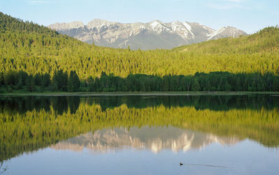 Scenic view of lake in forest against sky