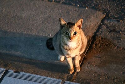 High angle portrait of a cat