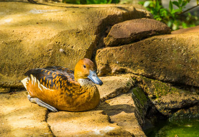 High angle view of bird on rock