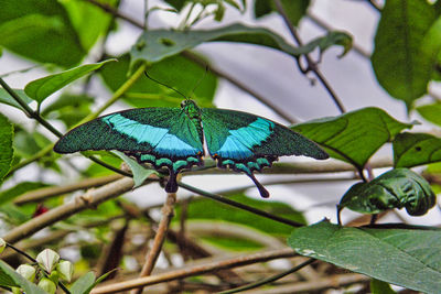 Close-up of butterfly on leaf