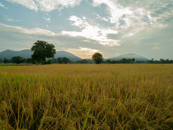 Scenic view of agricultural field against sky