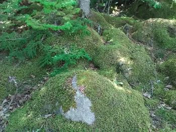 High angle view of moss on tree