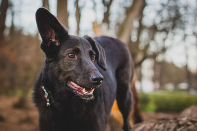 Close-up of black dog looking away