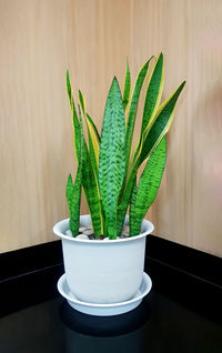 Potted plant on table