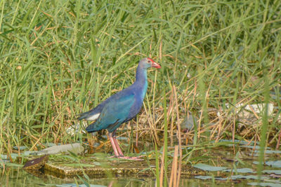 Bird perching on grass in field